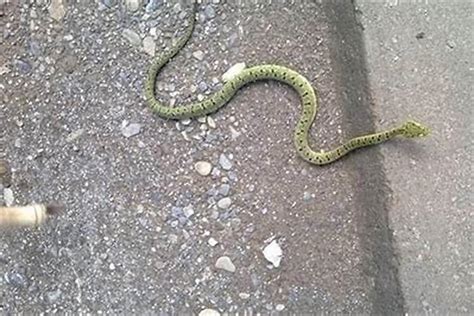 路上看到蛇代表什麼